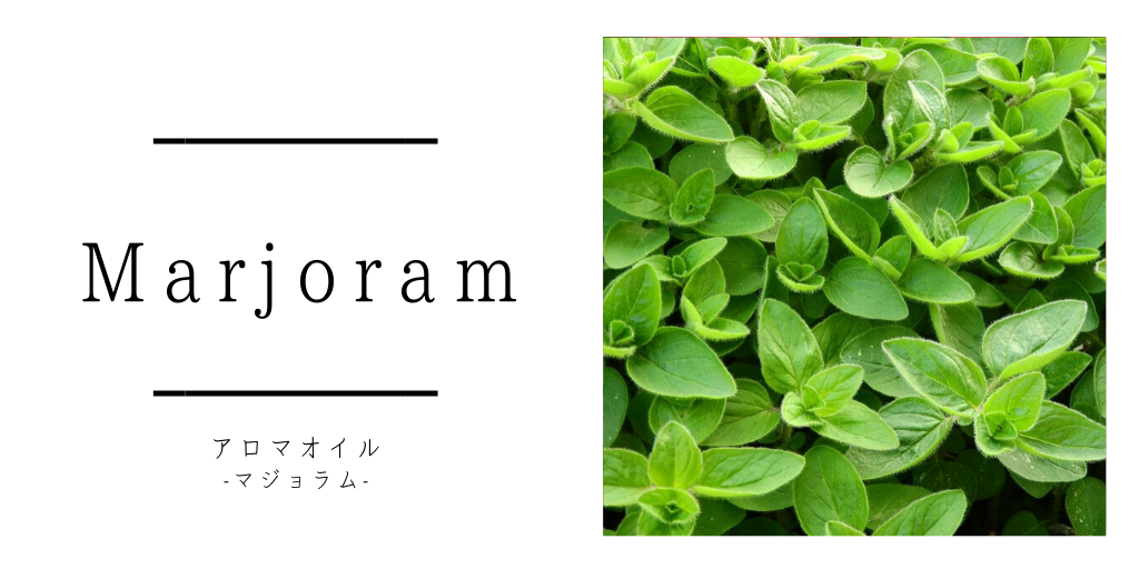 【マジョラム】肩こりや頭痛など痛みに良い精油｜効果効能と使い方