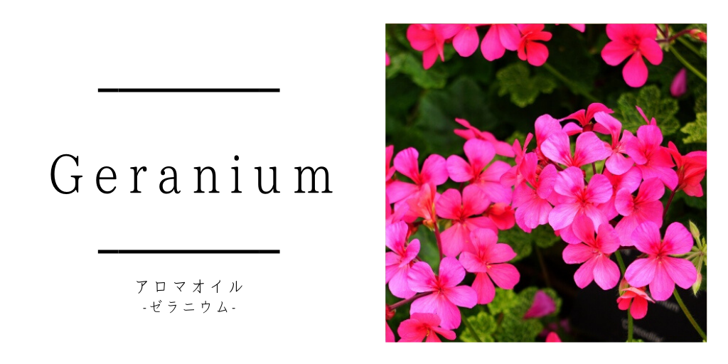 【ゼラニウム】ホルモンバランスを整える精油｜効果効能と使い方
