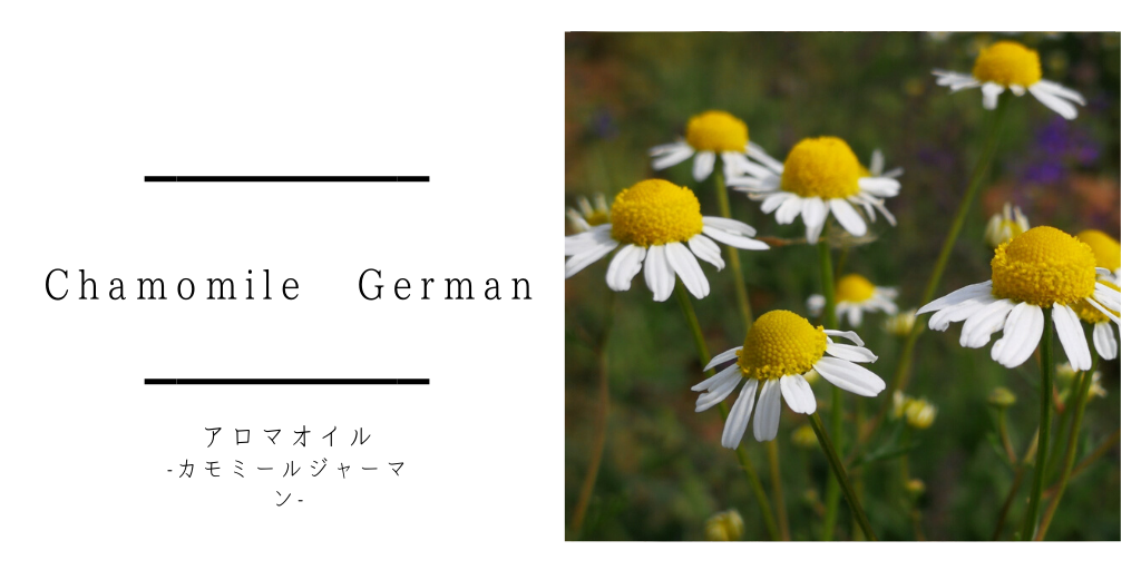 【カモミールジャーマン】アレルギーや免疫系に良い精油｜効果効能と使い方